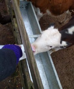 Screenshot_20191009_162021_com.fsf.tapestryandroid